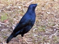 12-Male-Satin-Bowerbird