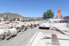 Sheep-and-Porsche-hold-us-up-China-Day-1