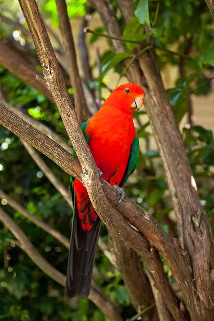 13-King-Parrot