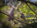 11-Eastern-Yellow-Robin