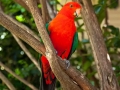 13-King-Parrot