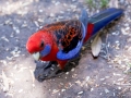 7-Crimson-Rosella