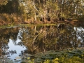 Quiet-reflections-on-the-lake