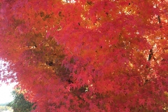 Japanese-Maple