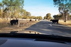 alex-cows-on the-road