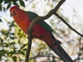 Part-of-the-wild-bird-life