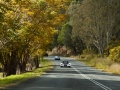 Past-Queenslands-winter-kissed-trees