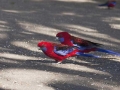 Some-of-the-wild-bird-life