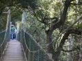 The-treetop-walk