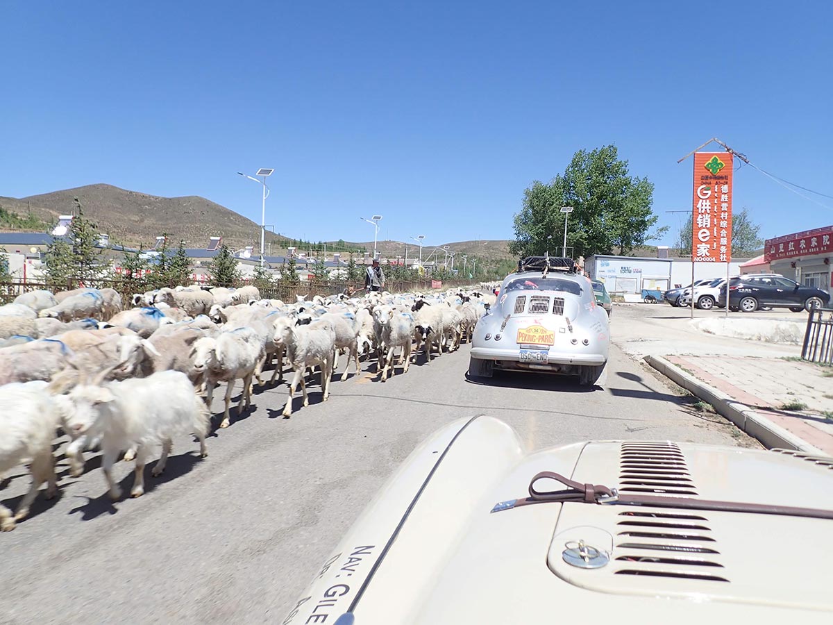 Sheep-and-Porsche-hold-us-up-China-Day-1