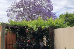 Jacaranda_in_Full_Bloom