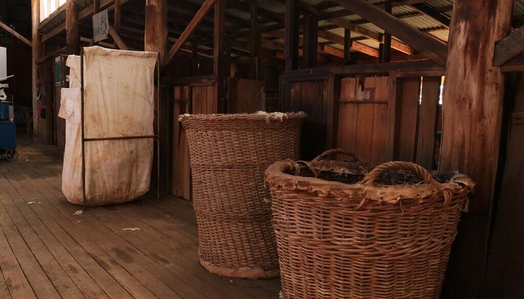 Working shearing shed